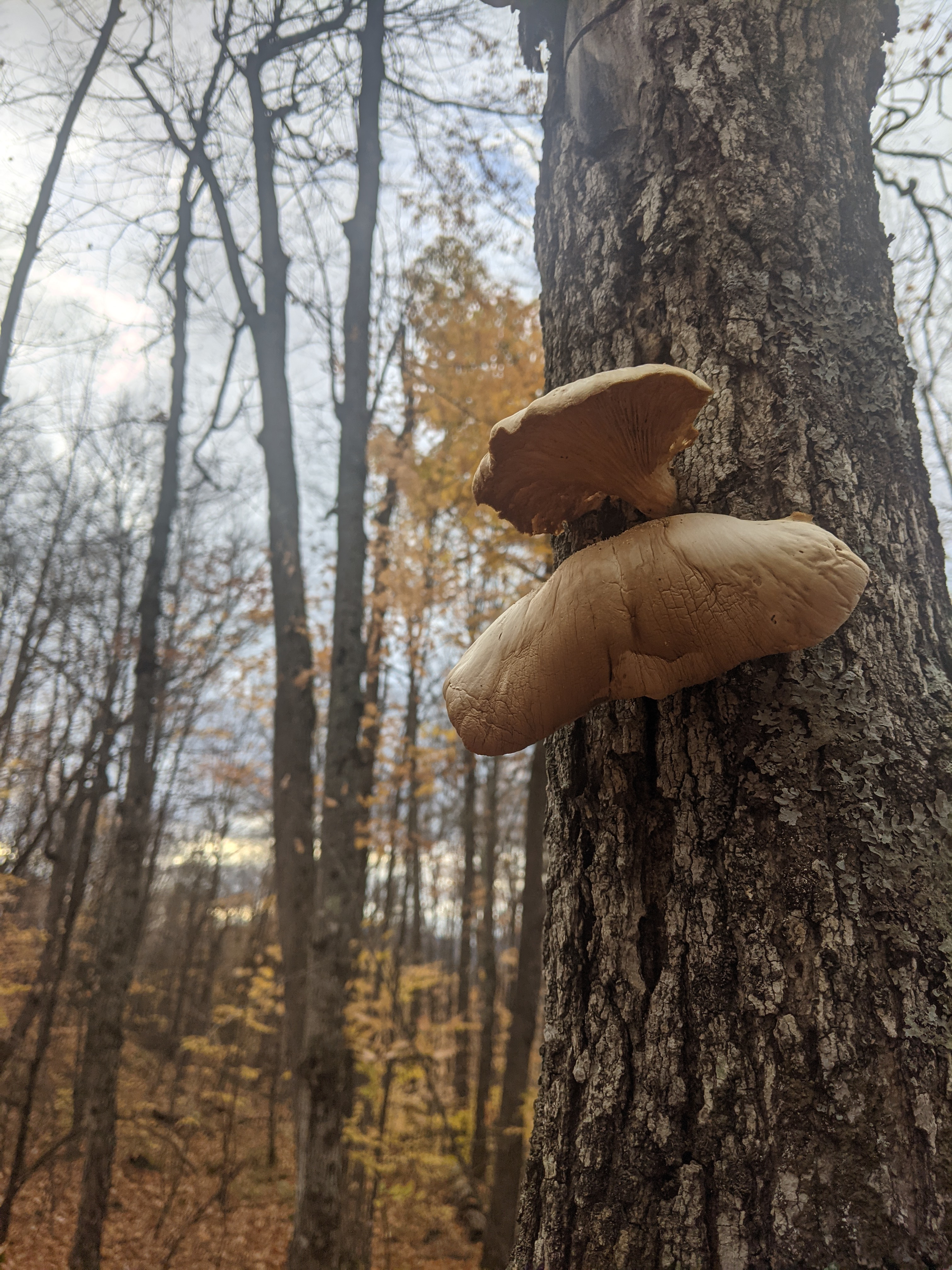Mushrooms growing on a tree.