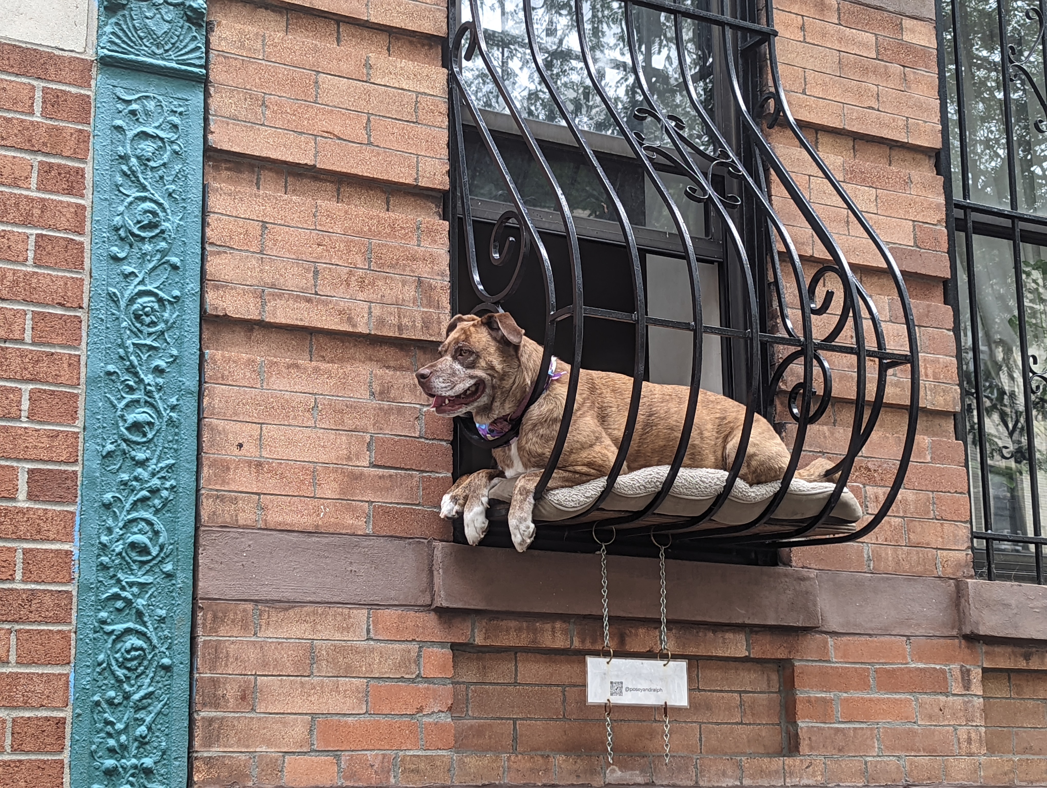 Photo of a dog sitting in a window grating.