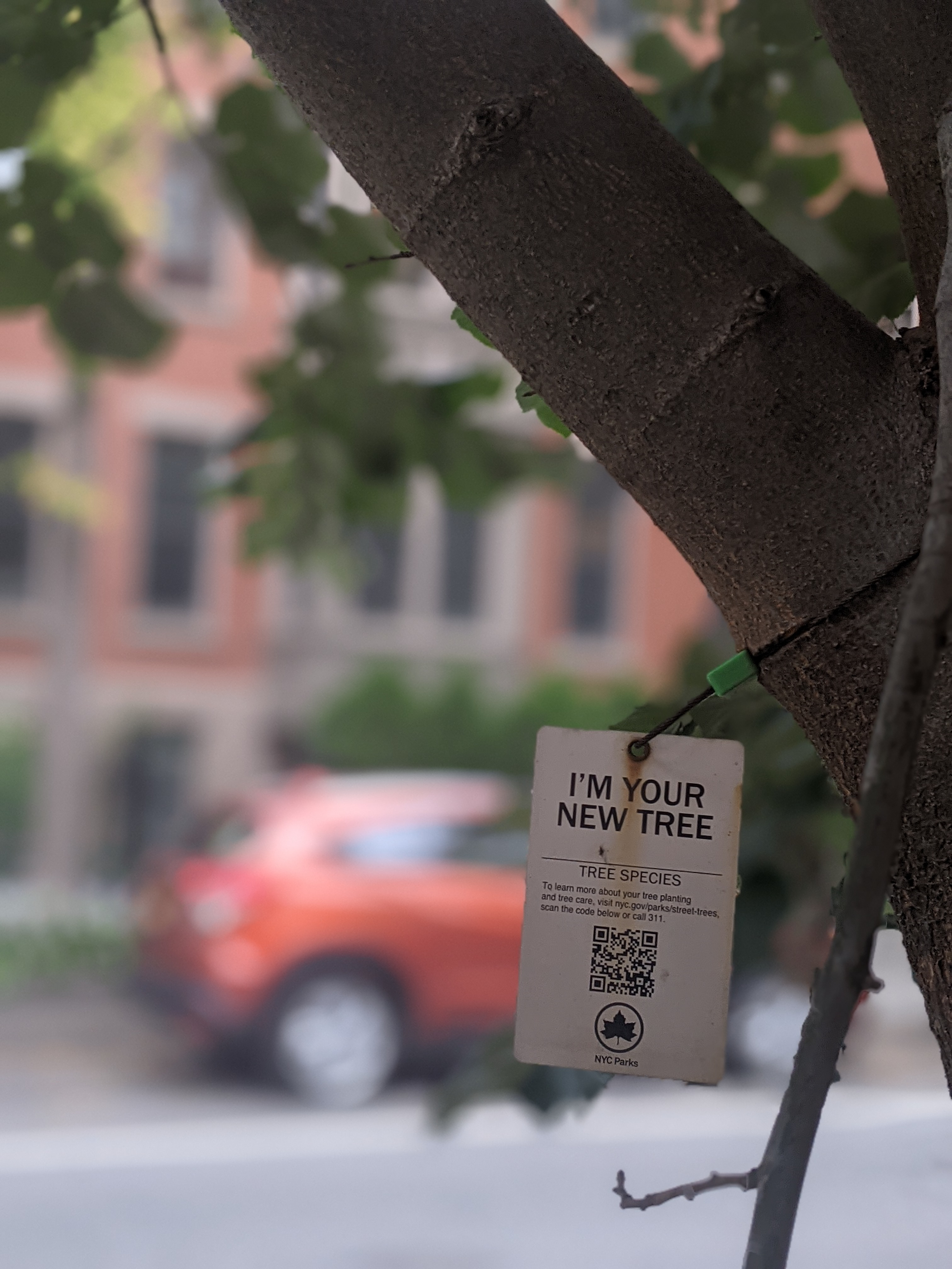 A tag reading "I'M YOUR NEW TREE", which contains information about the tree it's attached to.