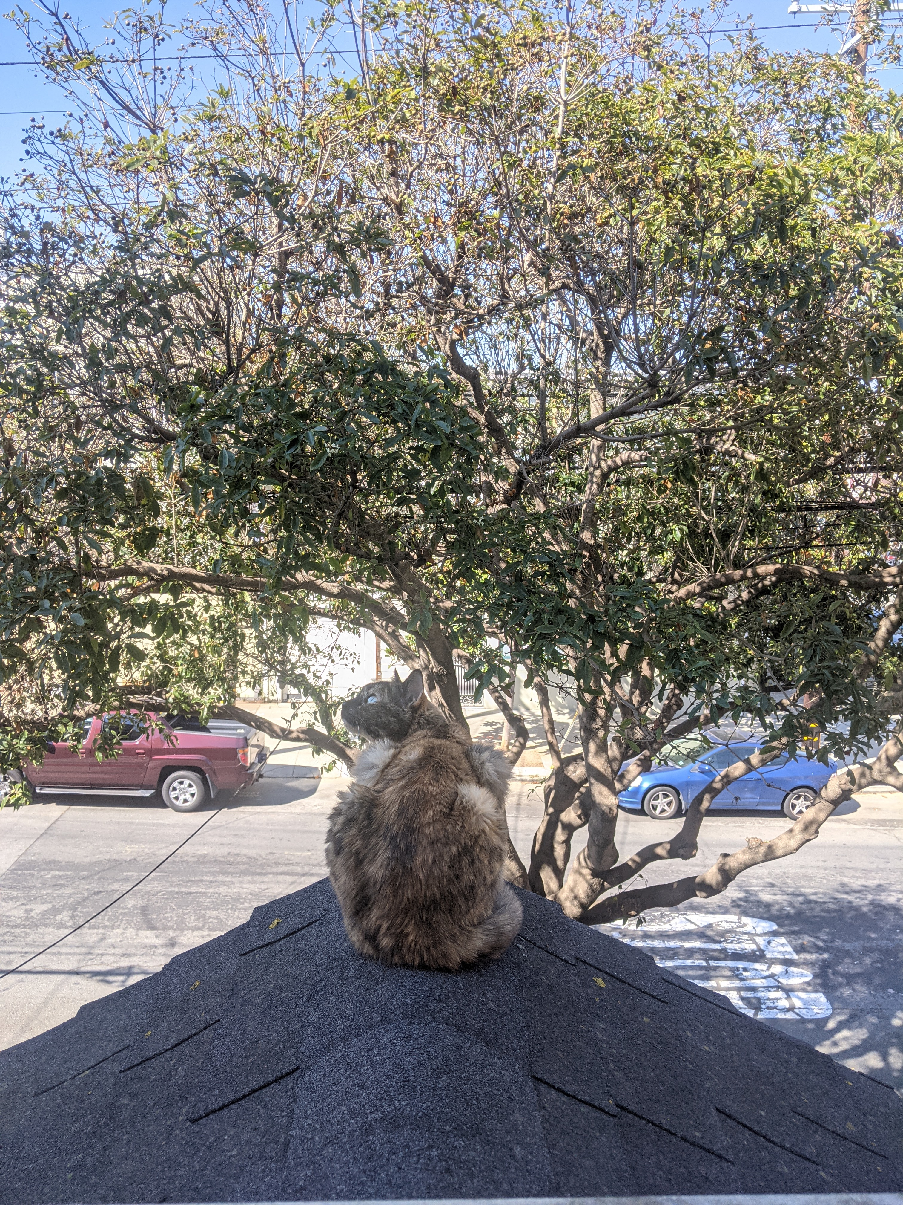 A cat sitting on a roof.