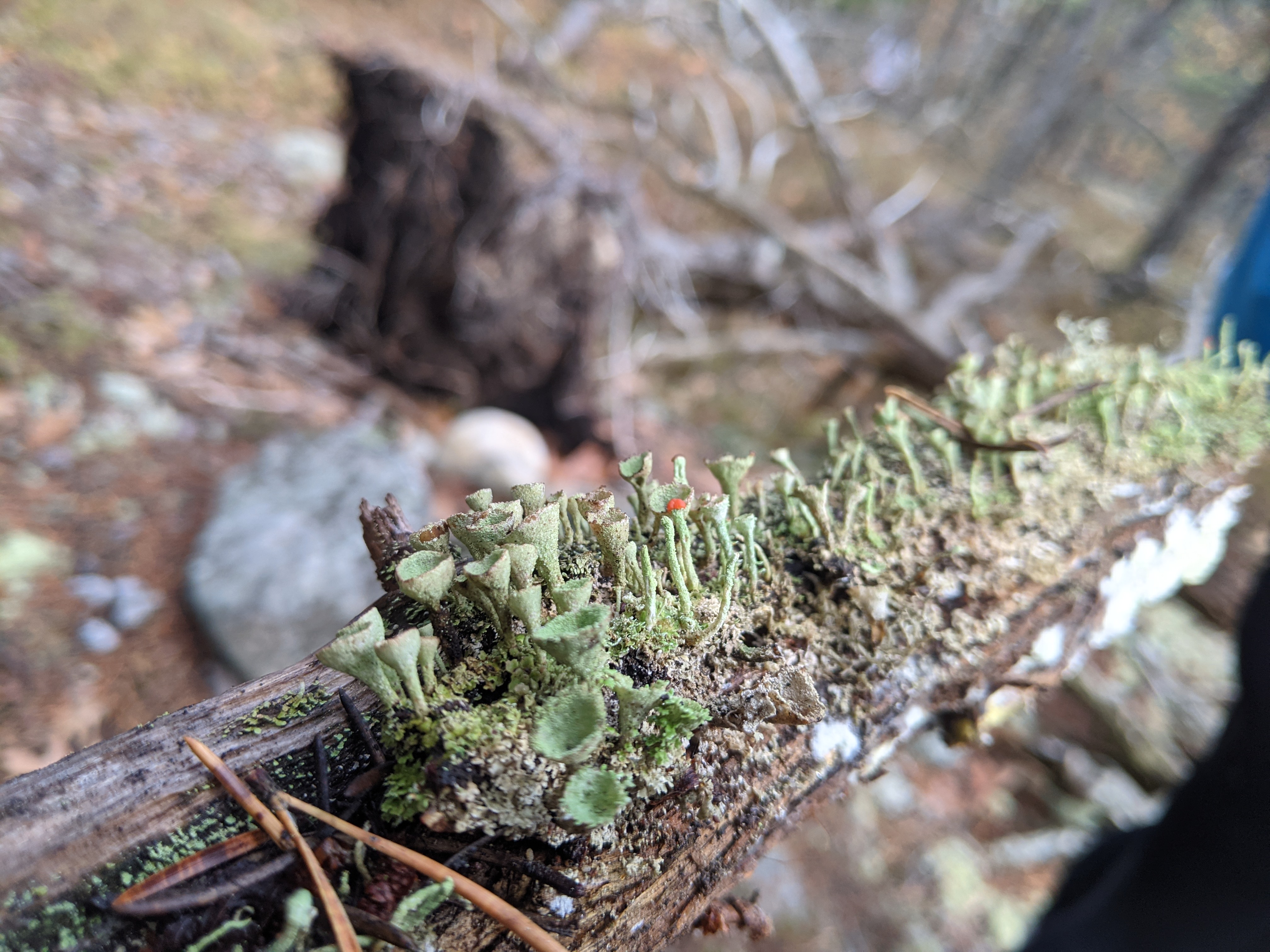 Some pixie cup lichen.