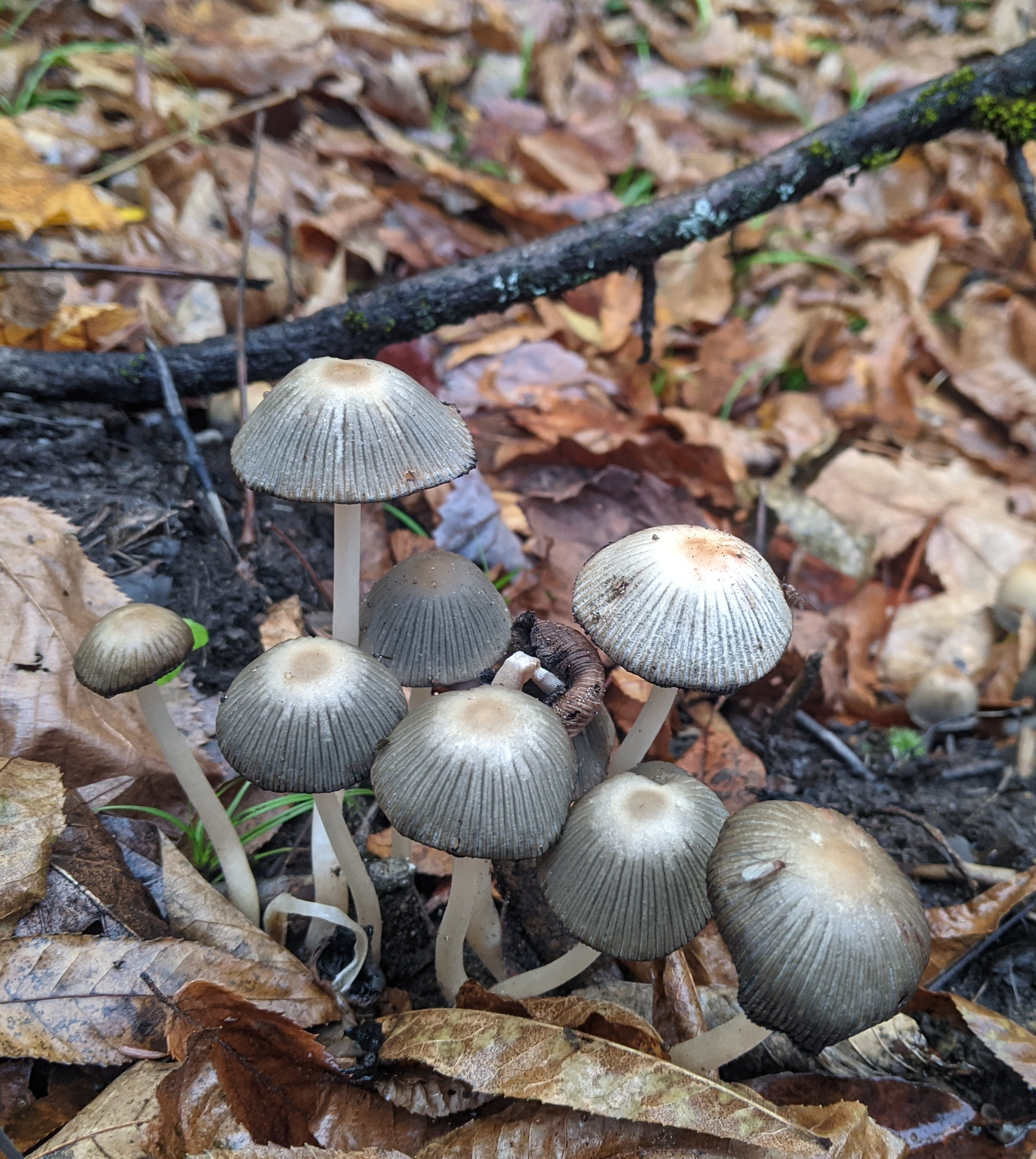 Some cute looking mushrooms.