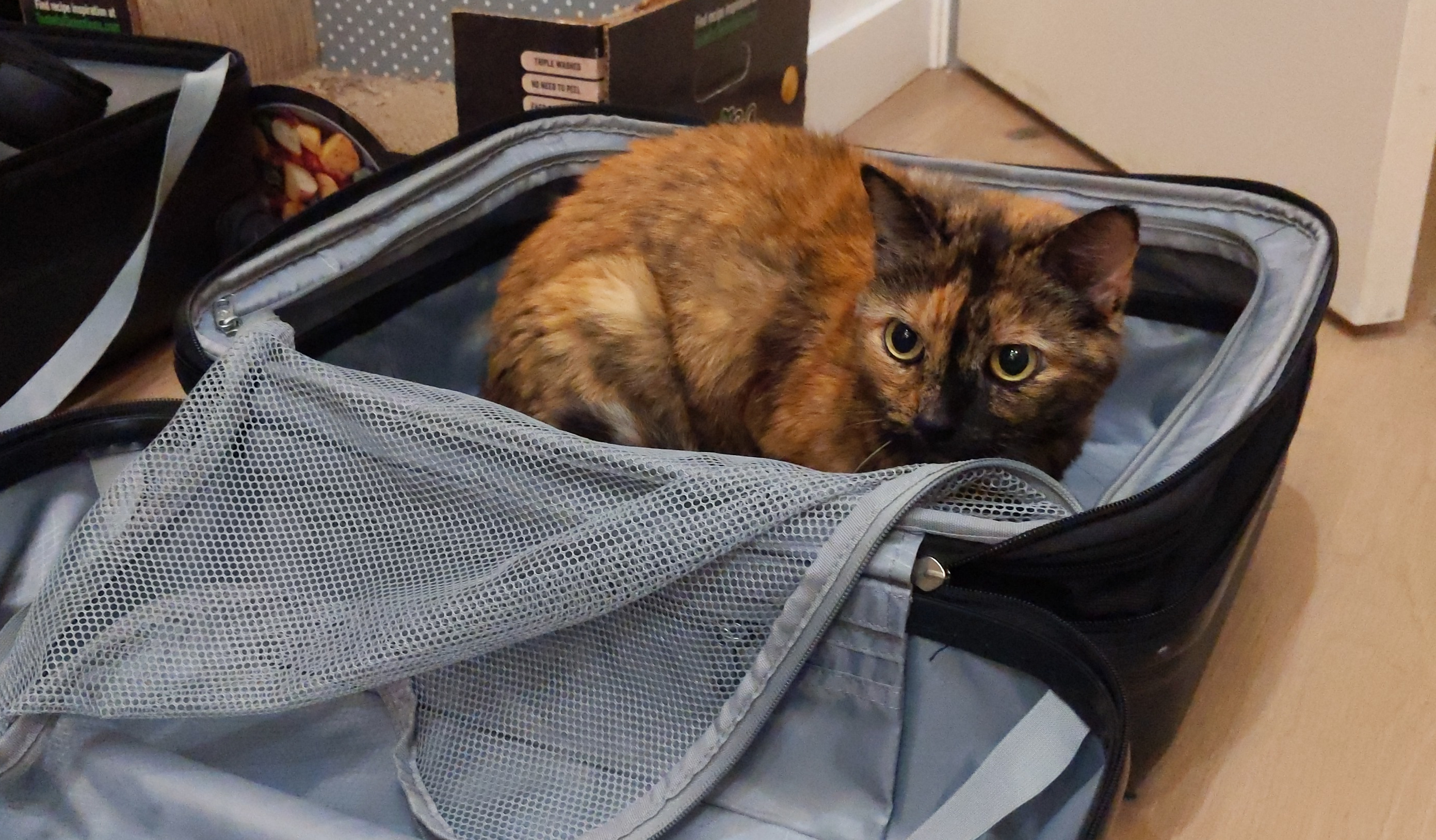 A cat sitting in a open suitcase.