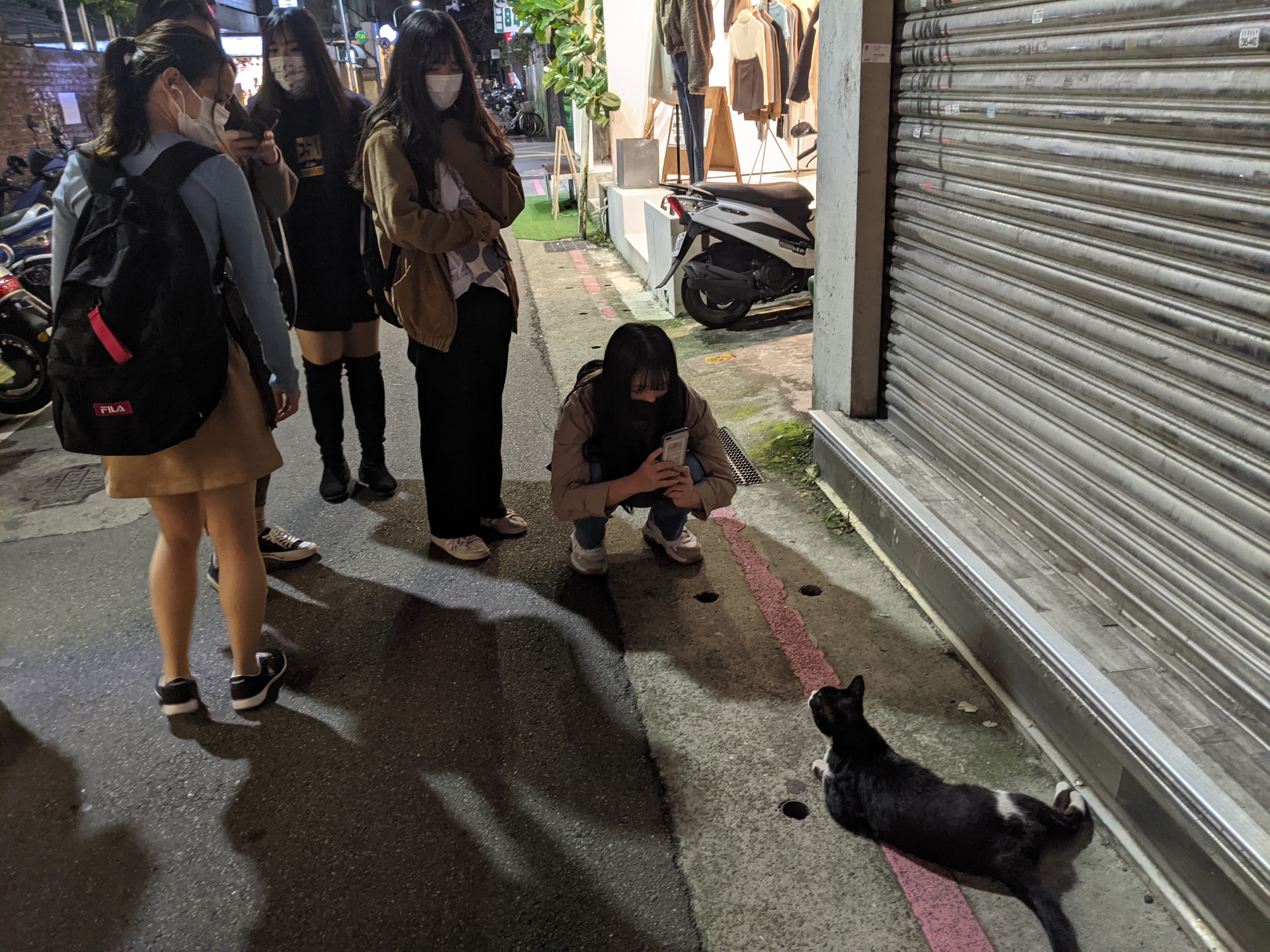 The same cat, with a whole crowd of people around it.