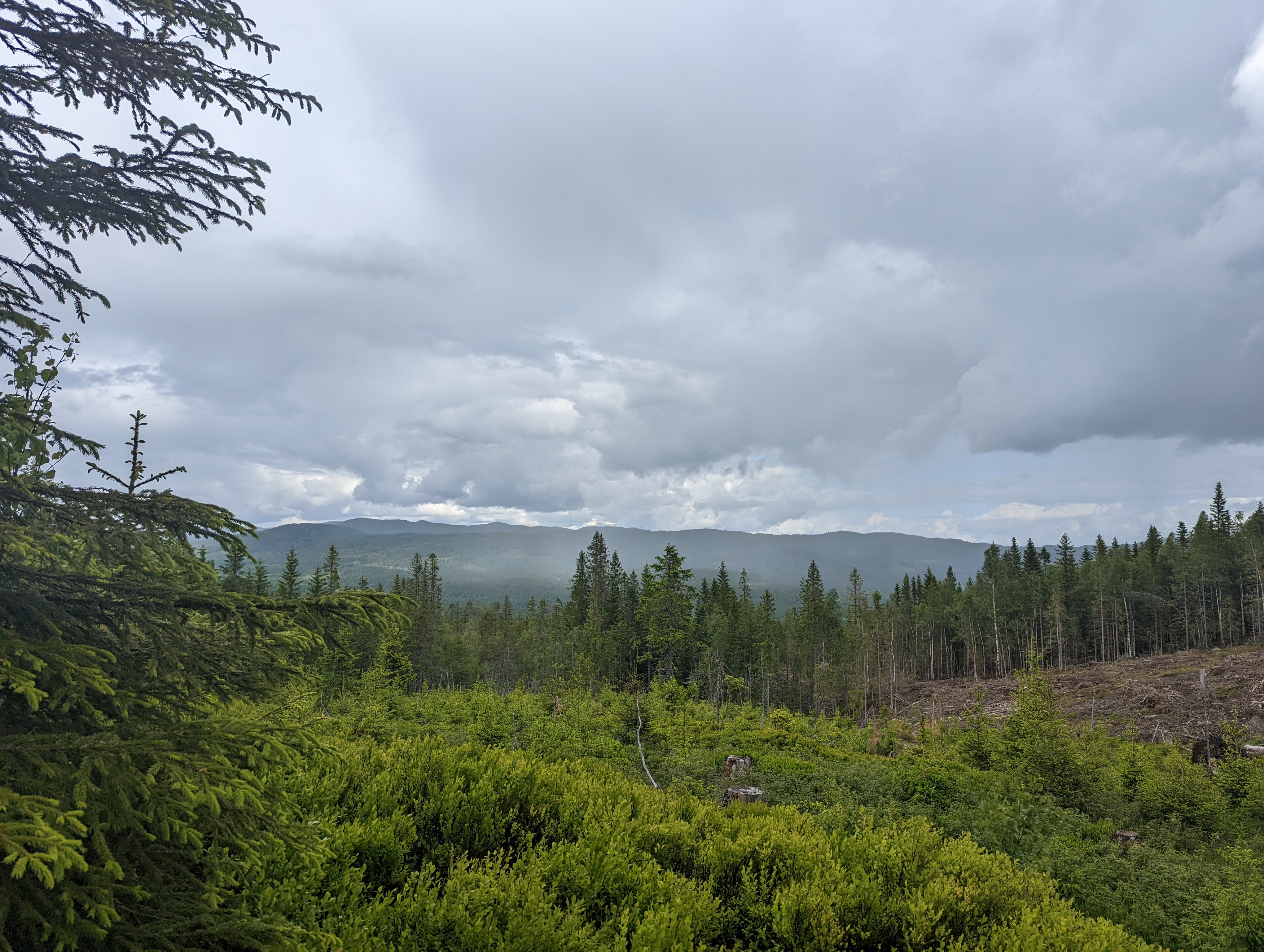 Photo of a green landscape, with many trees, fog in the background, and slightly cloudy skies.