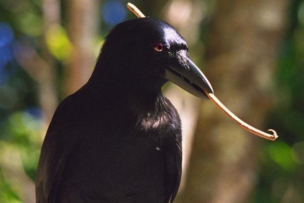 A large black crow holding a hook-shaped stick in its beak