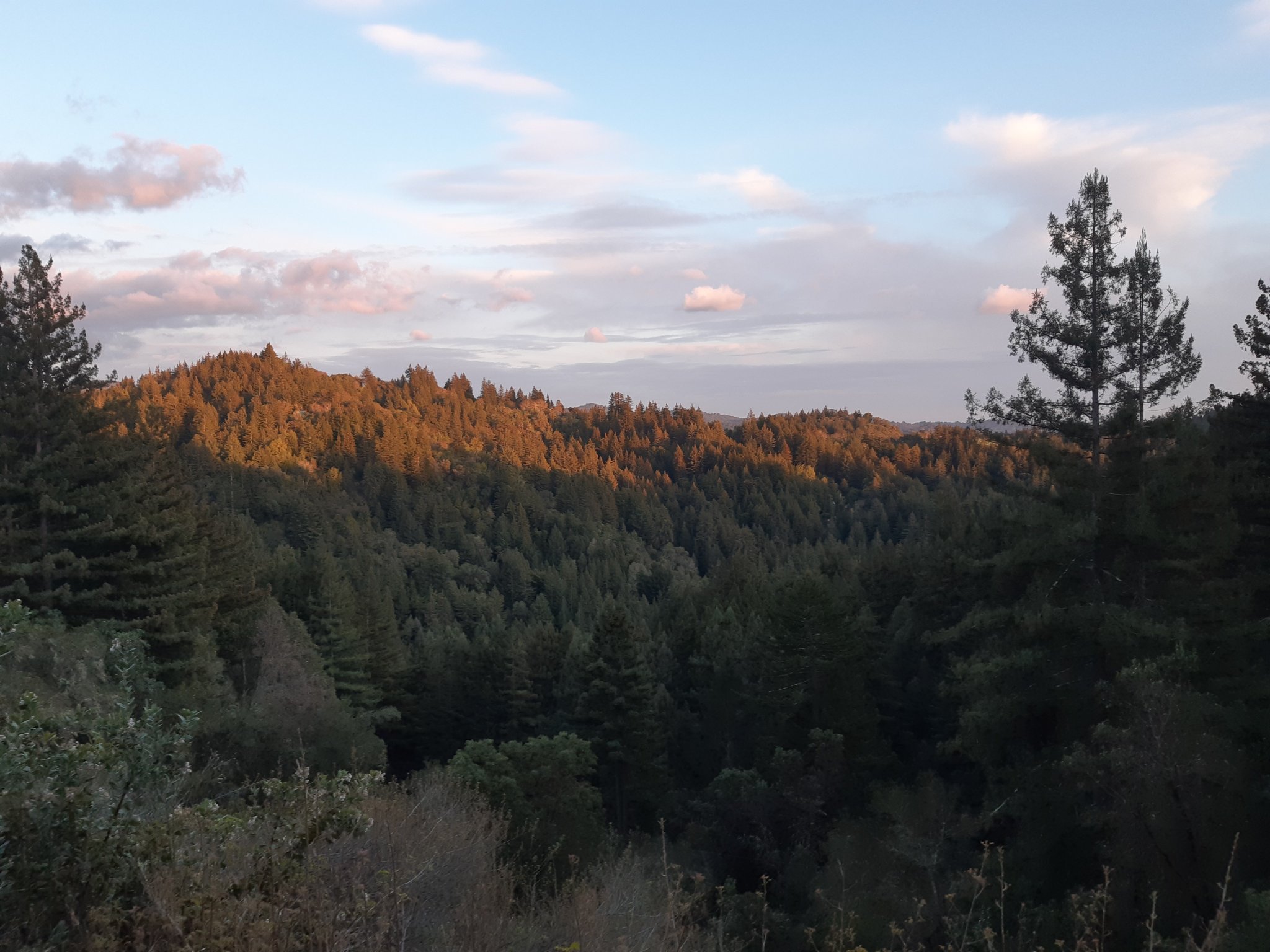 A photo of the sun setting on a mountain of coniferous trees